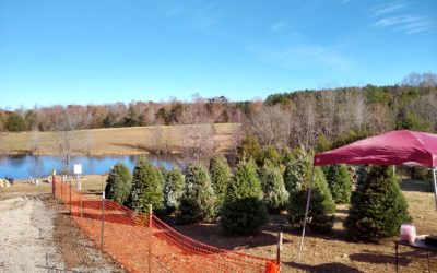 What To Know About Setting Up A Christmas Tree Lot