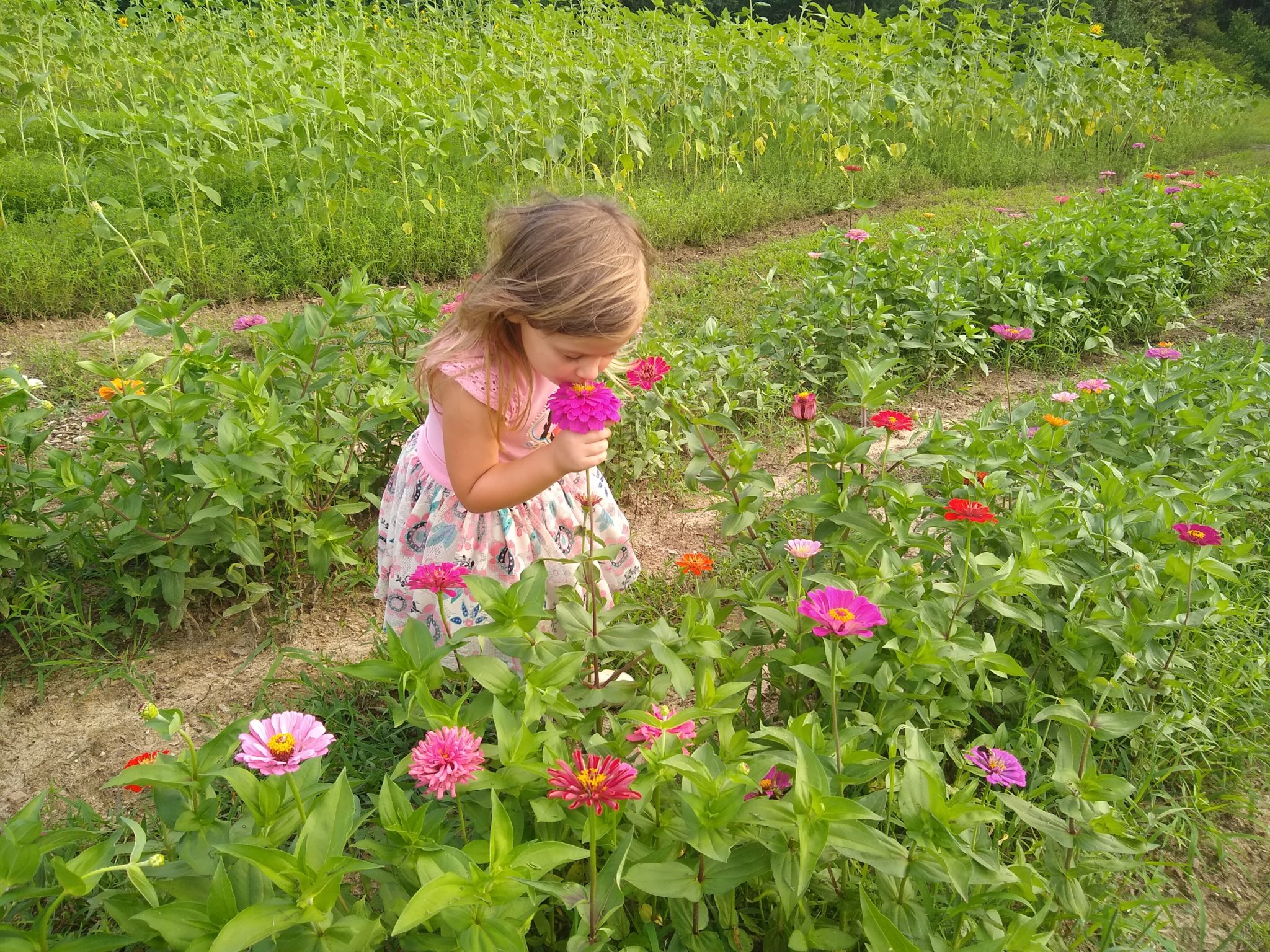 Woods Tree Farm Amelia, Powhatan, Midlothian Christmas Tree Farm