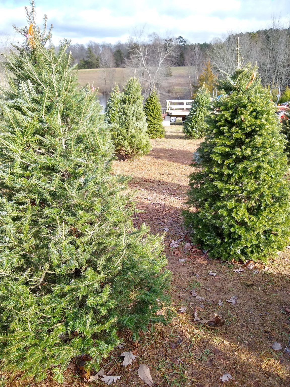 Christmas Tree Farm Near Richmond, VA Woods Tree Farm