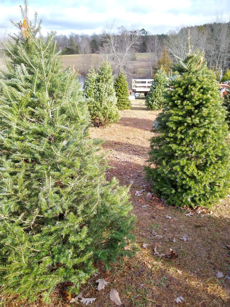 Christmas Tree Farm Near Goochland, VA Woods Tree Farm