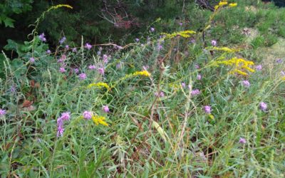 Wildflowers and Crafts