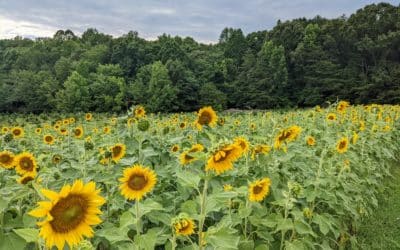 Sunflower Fields Near Richmond VA (2024 info)