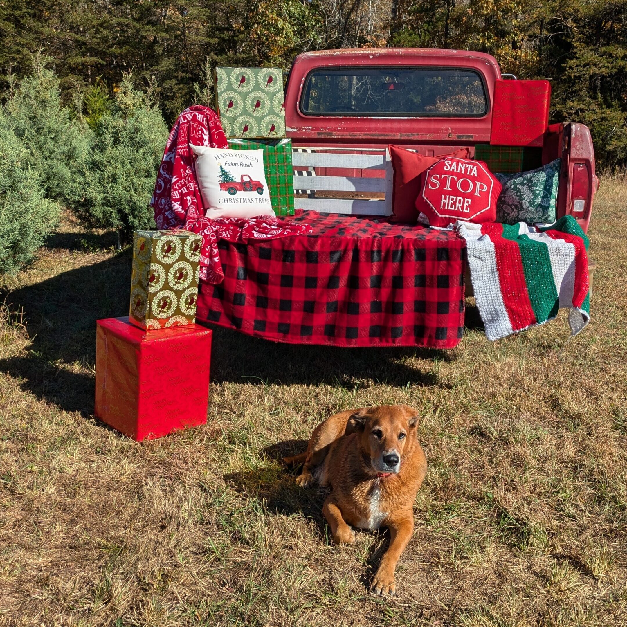 classic christmas truck fraser fir prices