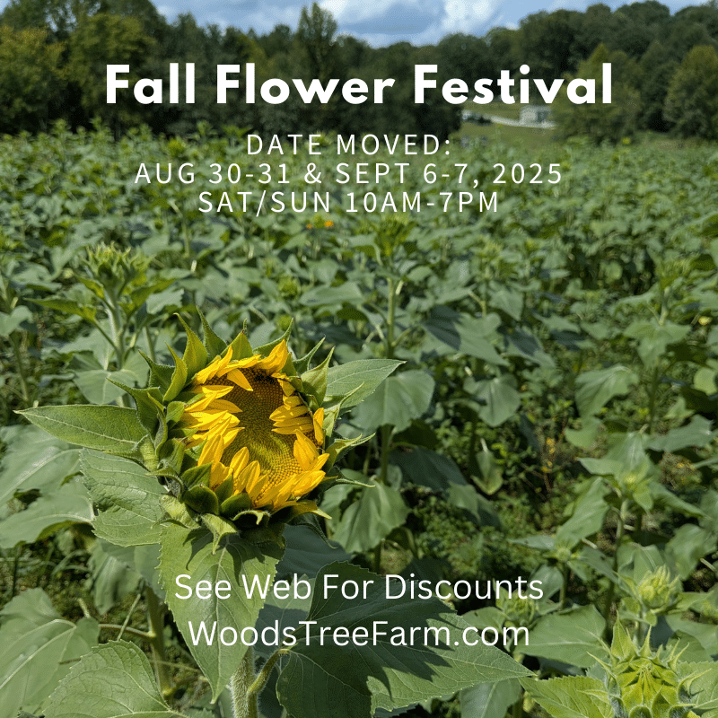 sunflower festival