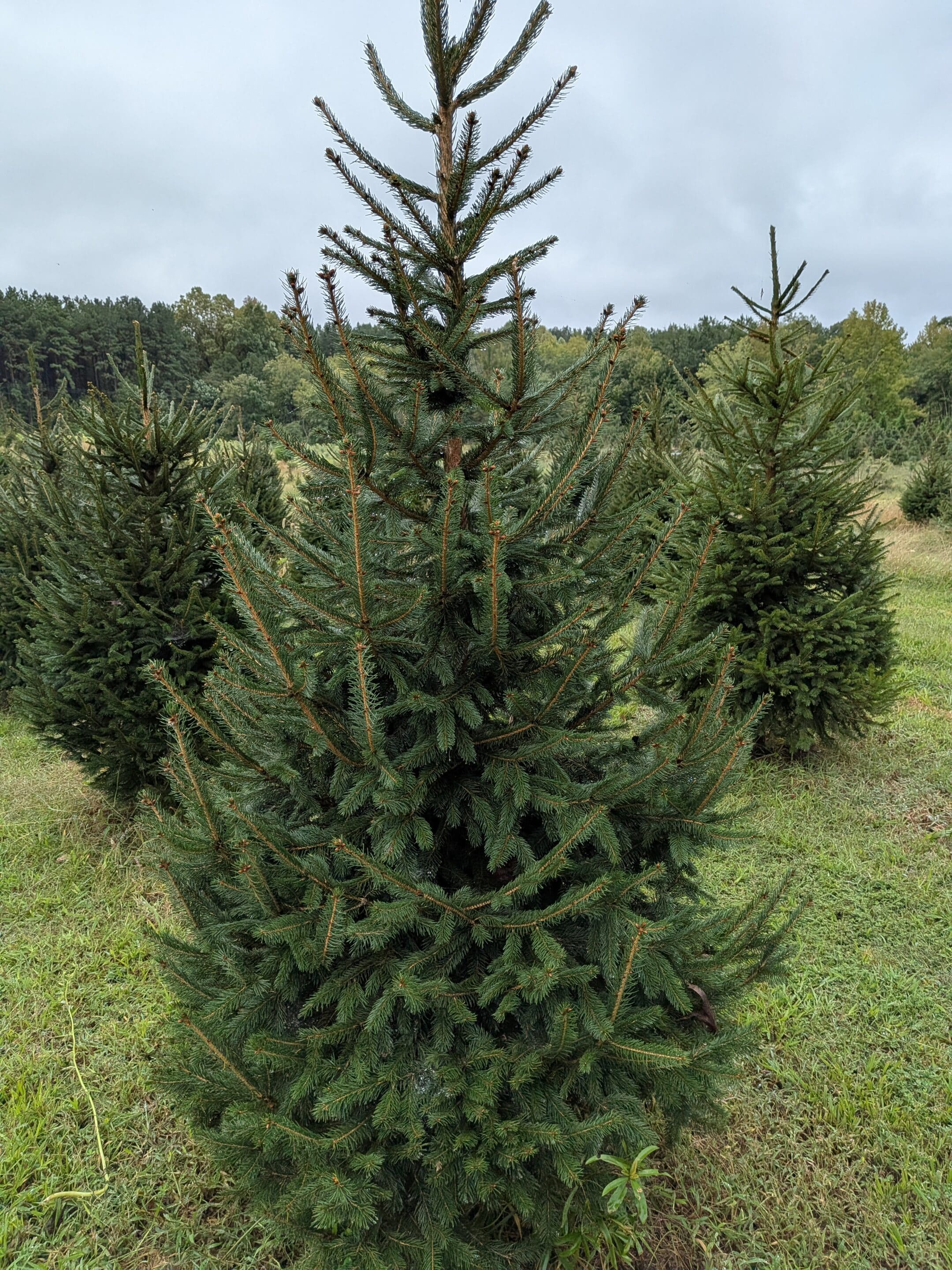 norway spruce christmas tree